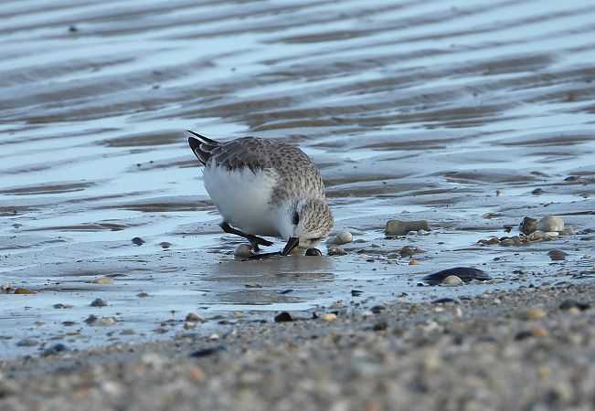 Piovanello tridattilo  - Federico Fanesi