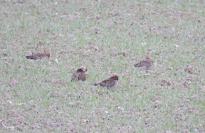 Piviere dorato  - Federico Fanesi