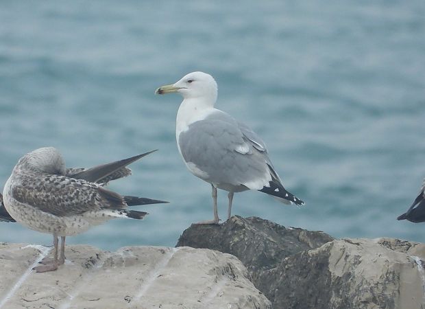 Gabbiano pontico  - Federico Fanesi