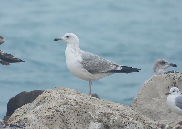 Gabbiano pontico  - Federico Fanesi