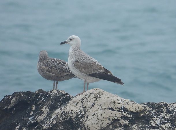 Gabbiano pontico  - Federico Fanesi