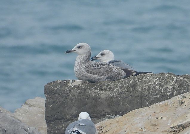 Gabbiano pontico  - Federico Fanesi