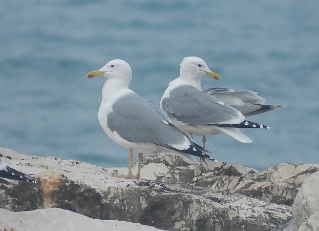 Gabbiano pontico  - Federico Fanesi