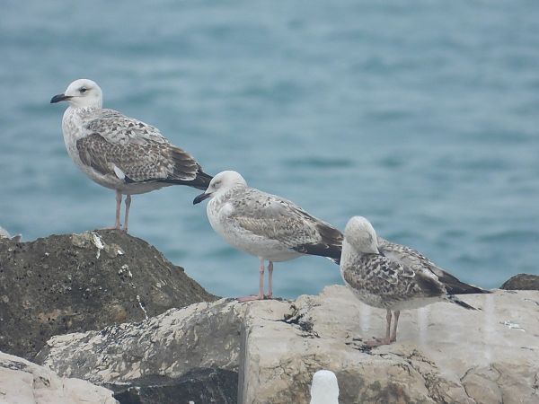 Gabbiano pontico  - Federico Fanesi