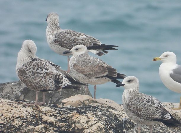 Gabbiano pontico  - Federico Fanesi