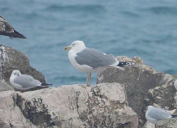 Gabbiano pontico  - Federico Fanesi
