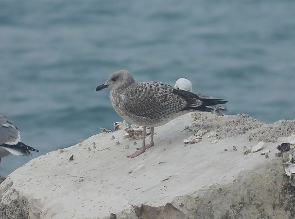 Gabbiano nordico  - Federico Fanesi