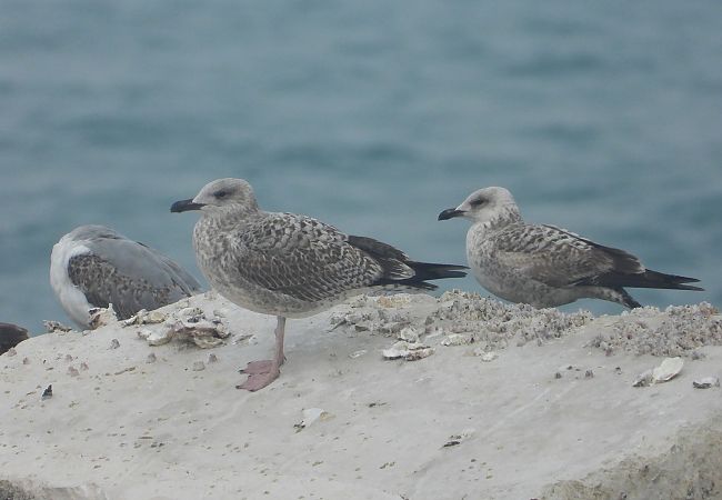 Gabbiano nordico  - Federico Fanesi
