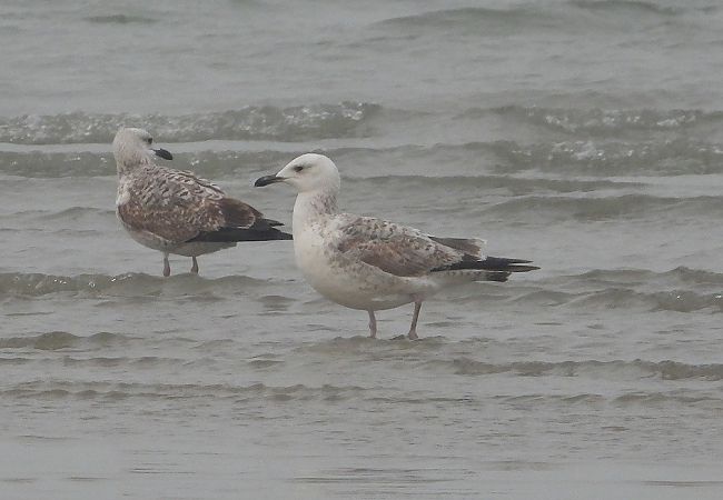 Gabbiano pontico  - Federico Fanesi