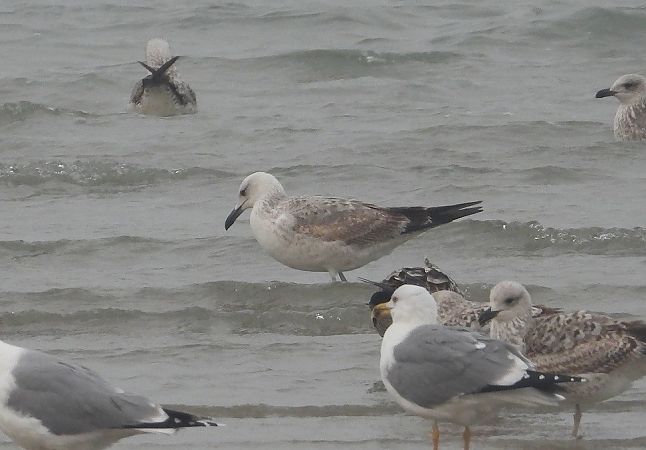 Gabbiano pontico  - Federico Fanesi