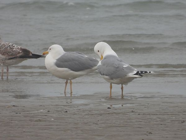 Gabbiano pontico  - Federico Fanesi