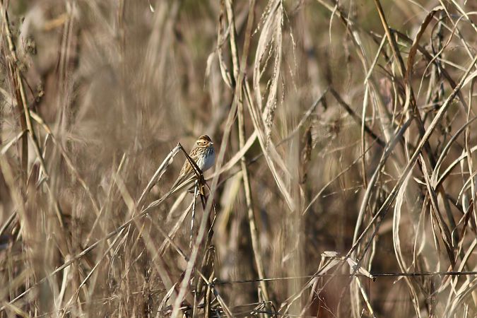 Zigolo minore  - Leonardo Siddi