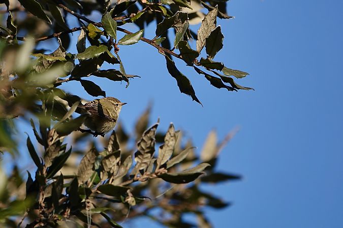 Luì di Hume  - Leonardo Siddi