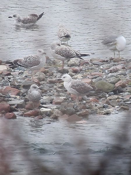 Gabbiano pontico  - Leonardo Siddi