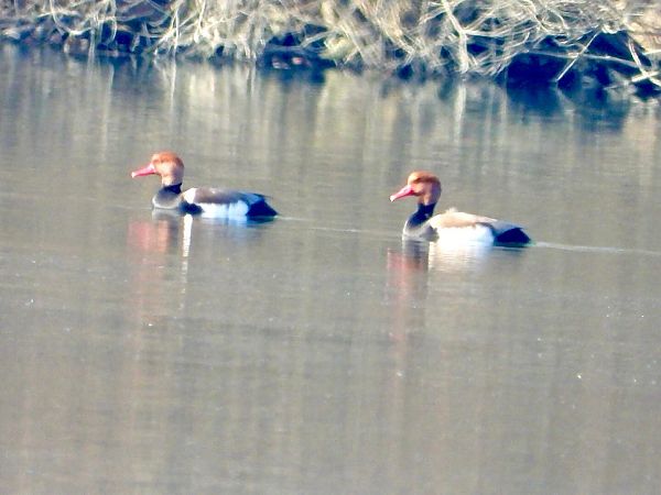 Fistione turco  - Flavio Consonni