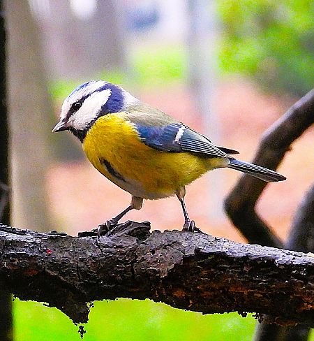 Cinciarella  - Luciano Cavassa
