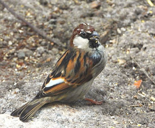 Passera d'Italia  - Luciano Cavassa