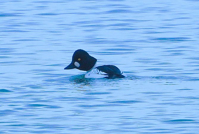 Quattrocchi  - Luciano Cavassa