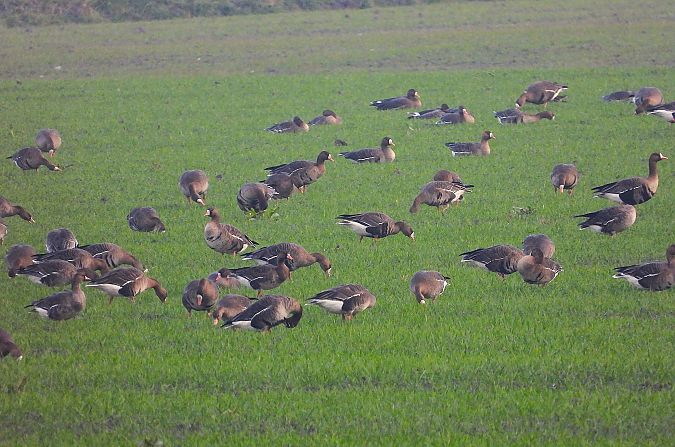 Oca lombardella  - Luciano Cavassa