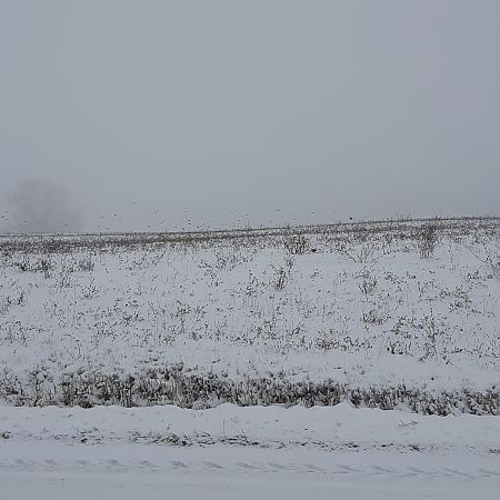 Fringuello  - Elvire Laurens