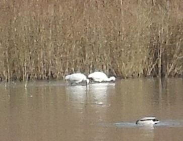 Löffler  - Elvire Laurens