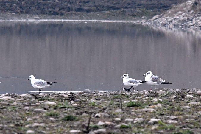 Gabbiano corallino  - Giovanni Fontanesi
