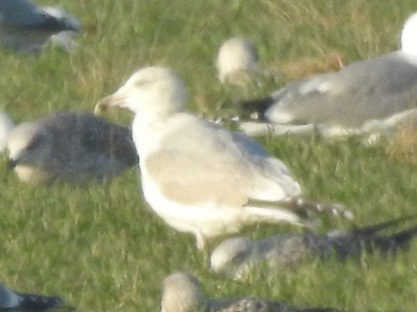 Gabbiano nordico  - Emanuele Crepet