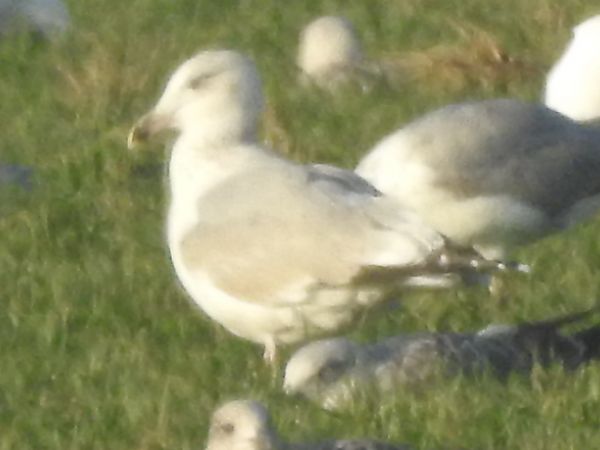 Gabbiano nordico  - Emanuele Crepet