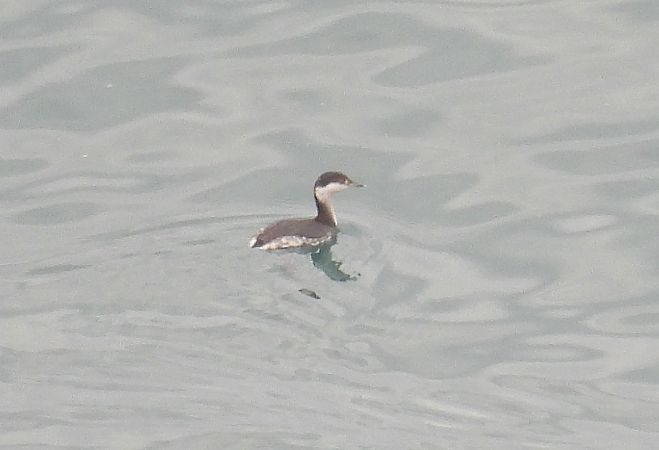 Svasso cornuto  - Alessandra Fontenla