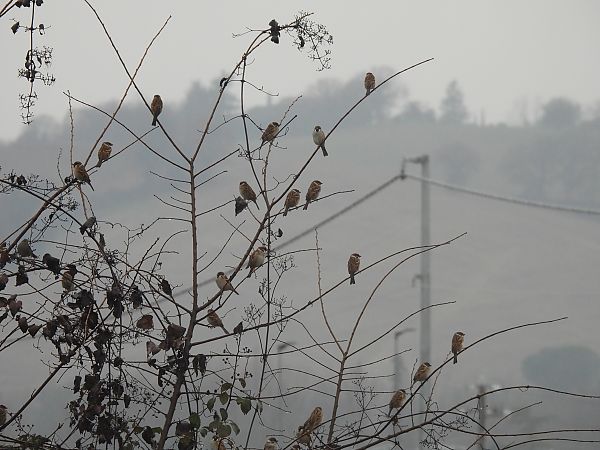 Passera mattugia  - Alessandra Fontenla