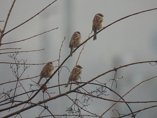 Passera mattugia  - Alessandra Fontenla