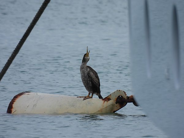 Marangone dal ciuffo  - Alessandra Fontenla