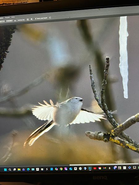Codibugnolo testabianca  - Anonimo