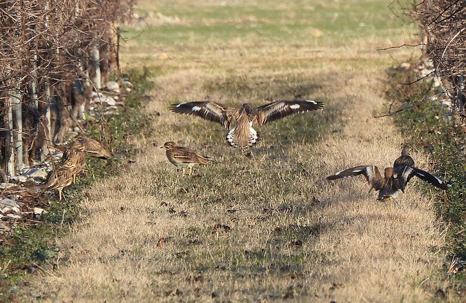 Occhione  - Francesco Scarton