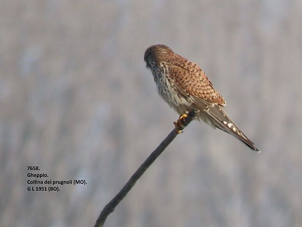 Gheppio  - Giorgio Leoni