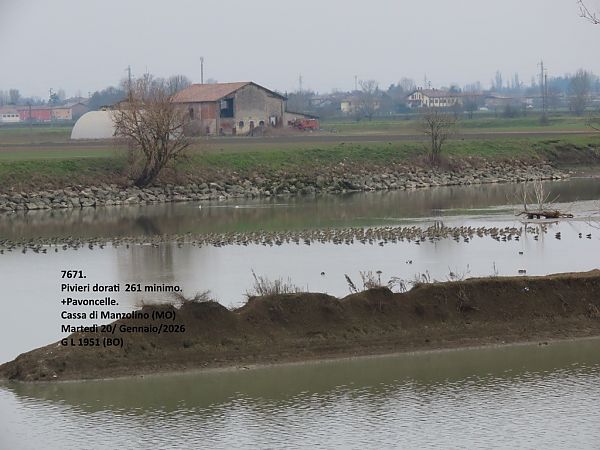 Piviere dorato  - Giorgio Leoni