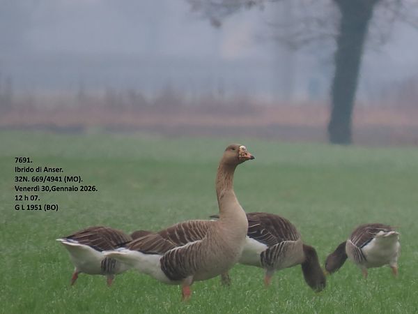 Ibrido di Oca indet . (Anser sp. o Branta sp.)  - Giorgio Leoni