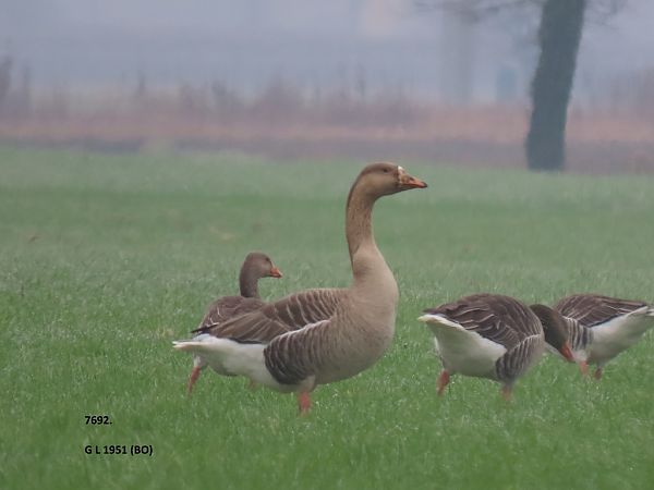Ibrido di Oca indet . (Anser sp. o Branta sp.)  - Giorgio Leoni