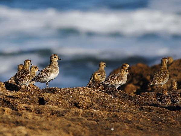 Piviere dorato  - Alessandro Poto