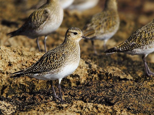 Pluvier doré  - Alessandro Poto