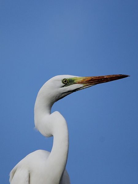 Airone bianco  - Alessandro Poto