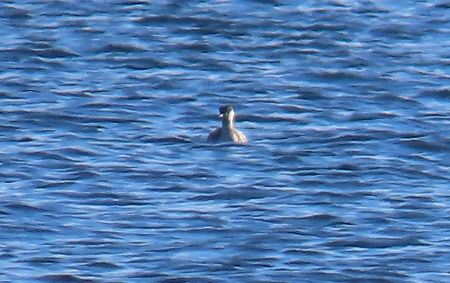 Svasso cornuto  - Lucia Pompilio