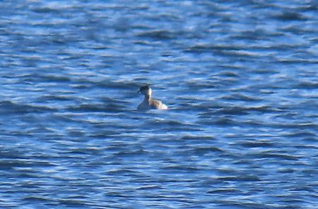 Svasso cornuto  - Lucia Pompilio