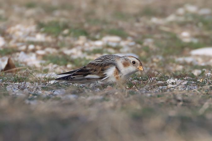 Zigolo delle nevi  - Sebastiano Ercoli