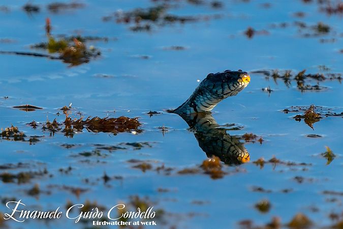 Natrice dal collare settentrionale  - Emanuele Guido Condello