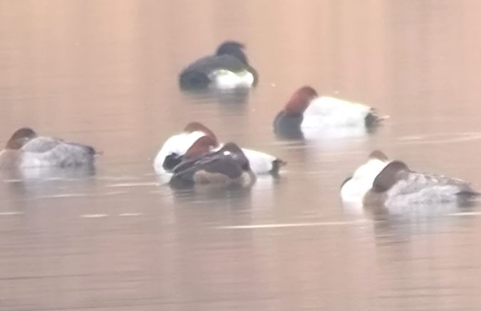 Moretta dal collare  - Lorenzo Pini