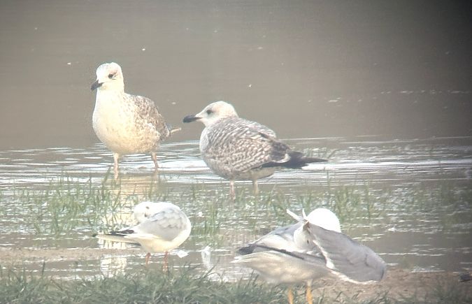 Gabbiano nordico  - Lorenzo Pini