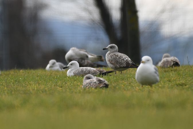 Gabbiano pontico  - Lorenzo Pini