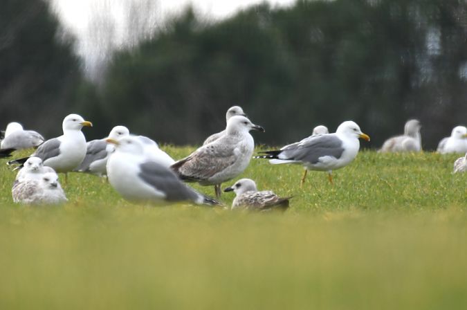 Gabbiano pontico  - Lorenzo Pini