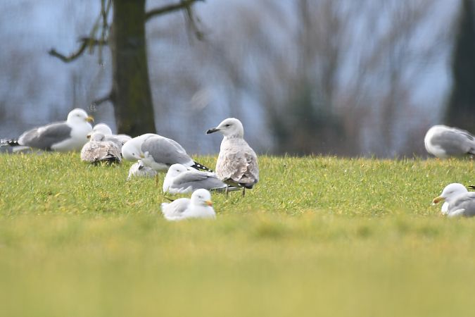 Gabbiano pontico  - Lorenzo Pini